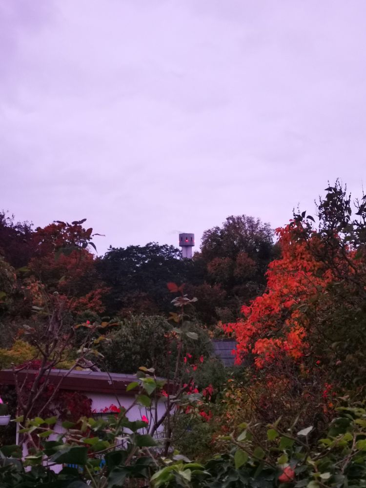 Rötliche Abenddämmerung in der Gartenkolonie