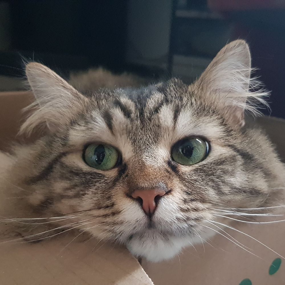 Photo of a tabby cat directly facing the camera. He has a cute face that he put on the edge of the box he's in.