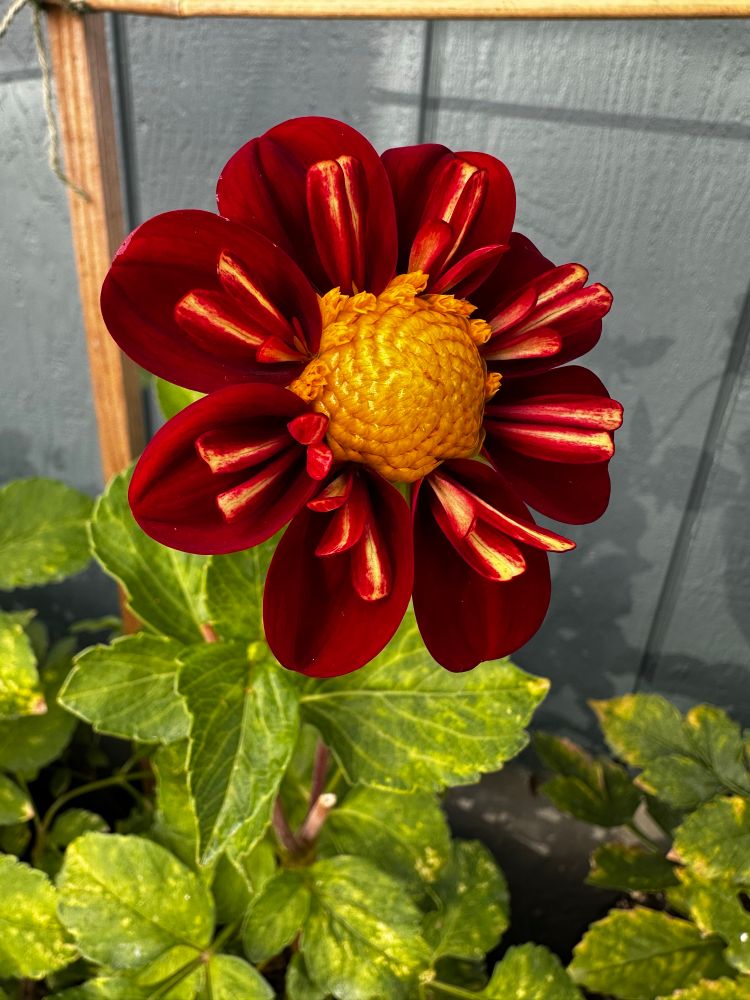 A very Christmas red collarette dahlia with a bright yellow center and yellow red stripey inner petals. Green grey blue house background. 