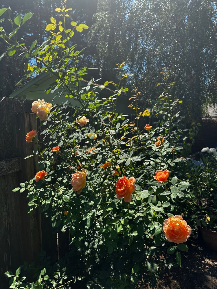 Looking south towards a Shalott rose about 6’ tall and maybe 4’ wide. More of the apricot honey colored roses are starting to bloom. Fence to the left. Birch tree behind with sunlight fingers. 