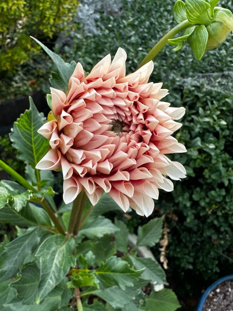 Early days of a dahlia bloom just starting to open. Looks rather like a stump grinder or something with lots of nasty sharp teefs. 