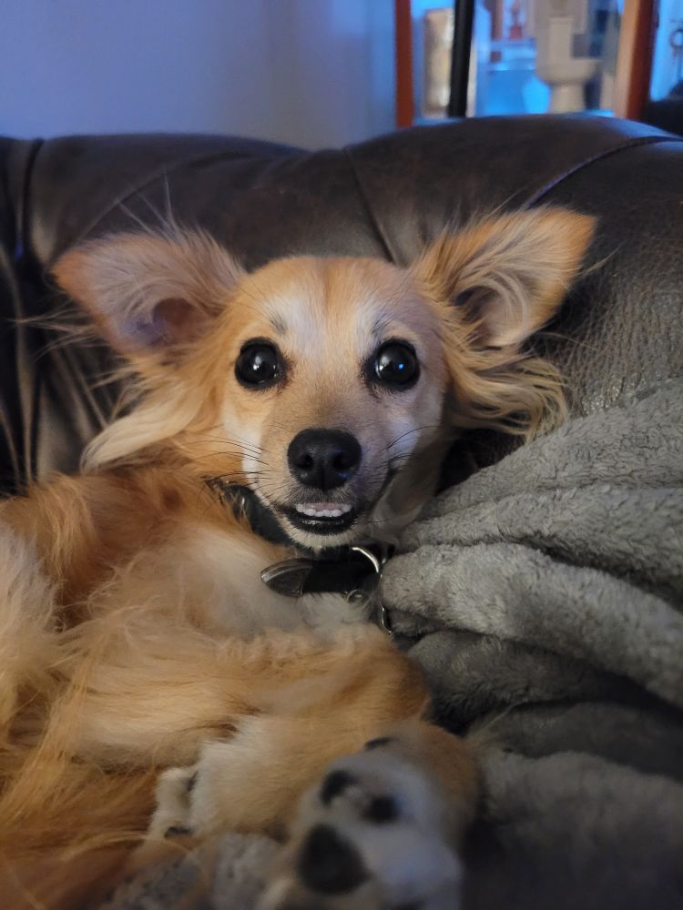 Image of brown long-haired chihuahua mix dog smiling with his teeth at the camera.