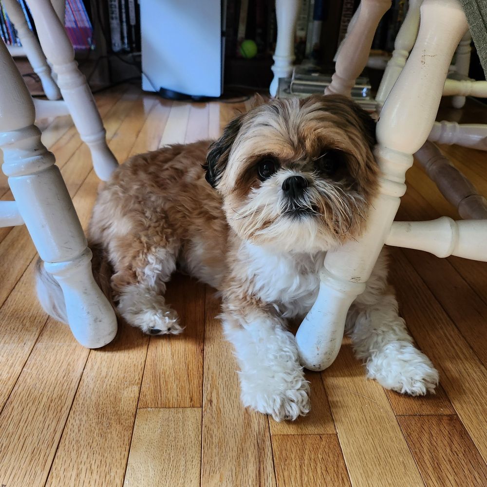 A small, fluffy, brown and white dog sits underneath a kitchen table and in front of a shelf filled with comics. She leans her face against the leg of a wooden chair.