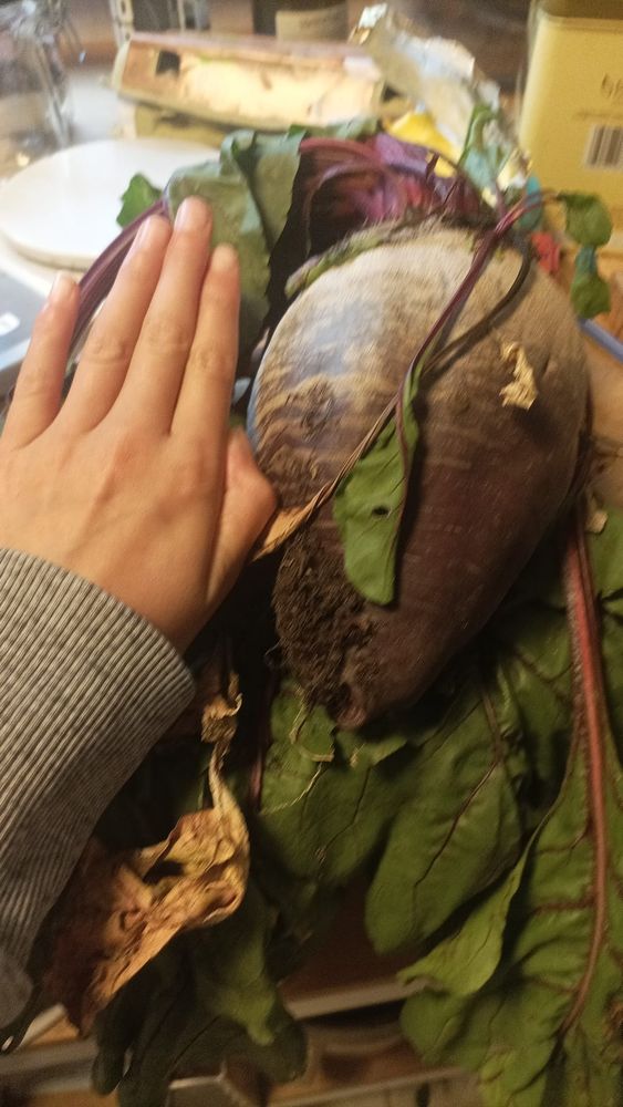 Bild zeigt eine große Rote Bete. Zum Vergleich eine Kinderhand, die kleiner ist.