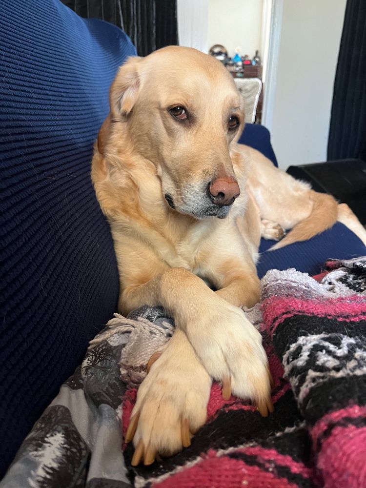 Tan dog lying down with her front legs crossed, giving a tilted head side eye looking very sassy and judgmental