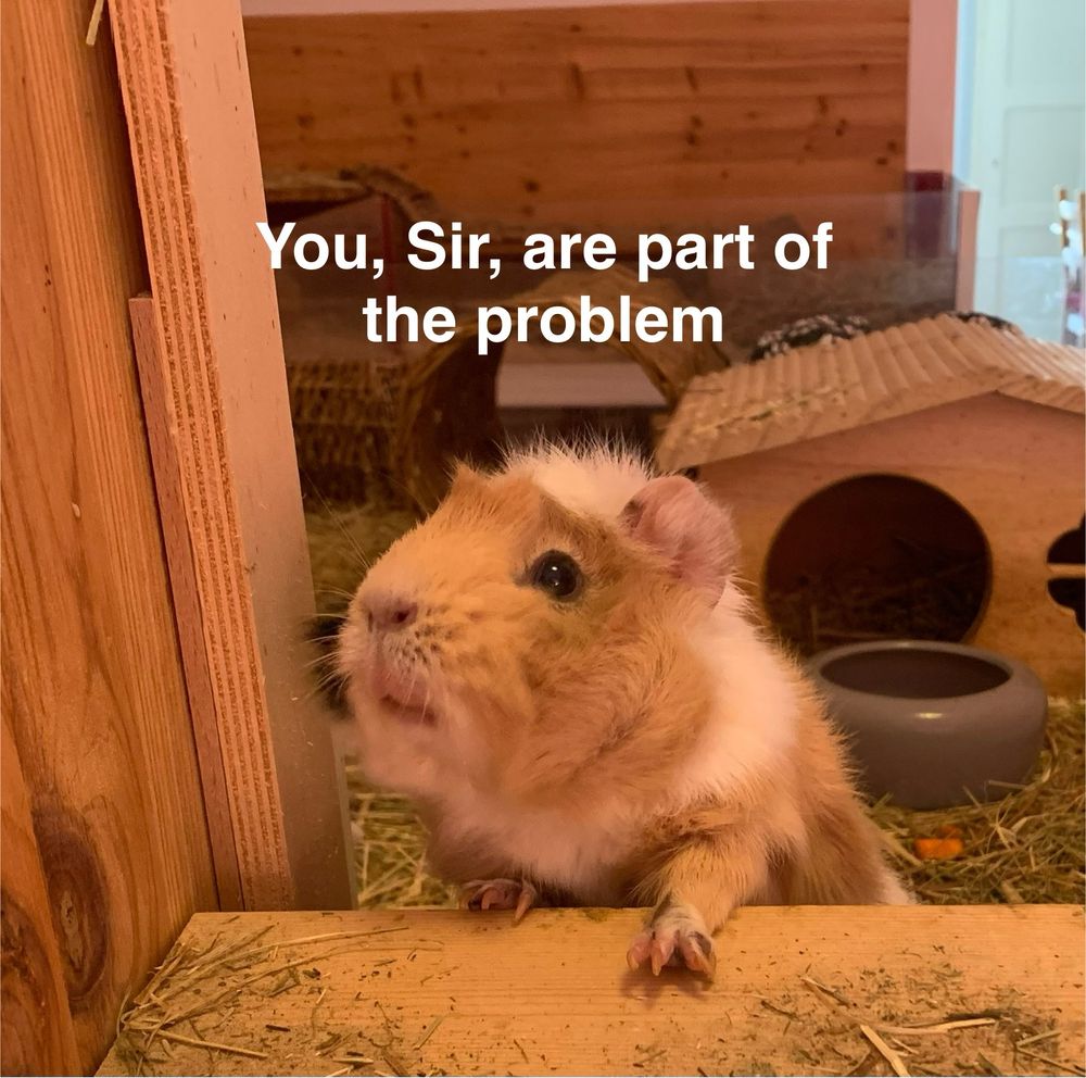 Meerschweinchen schaut kritisch You, Sir, are Part of the Problem