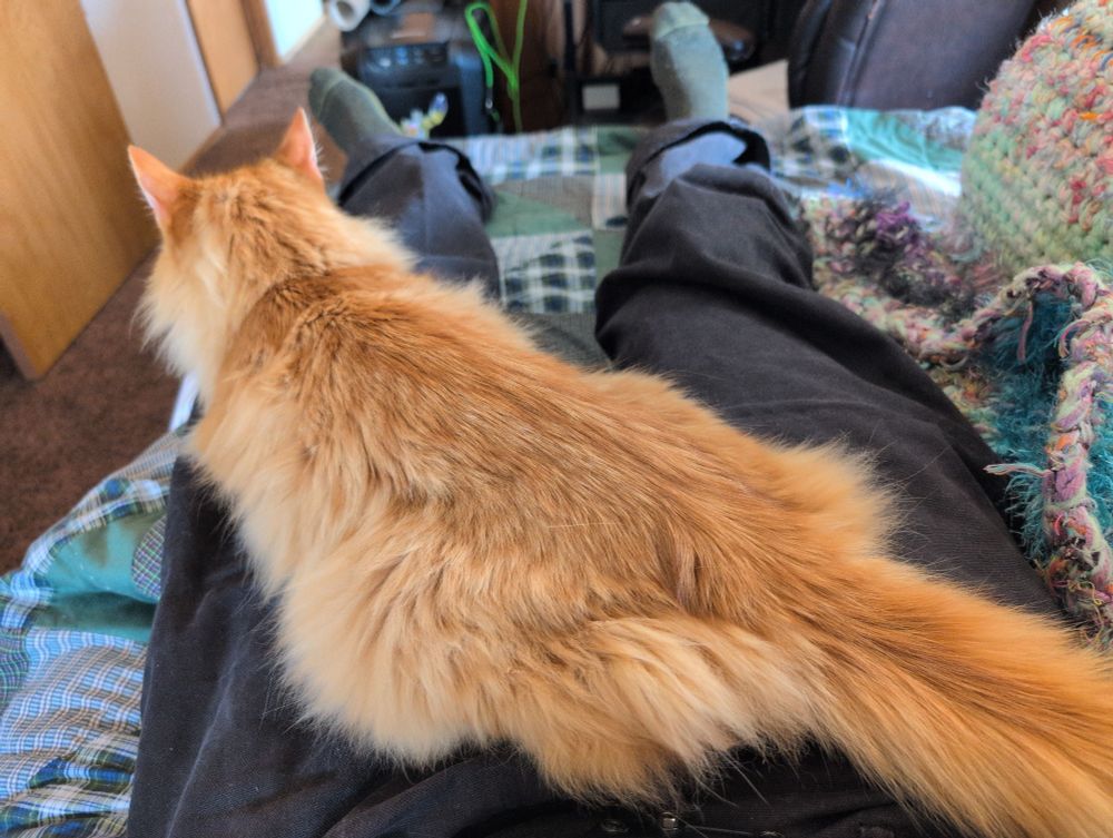 An orange medium hair cat laying across the lap of someone laying down.