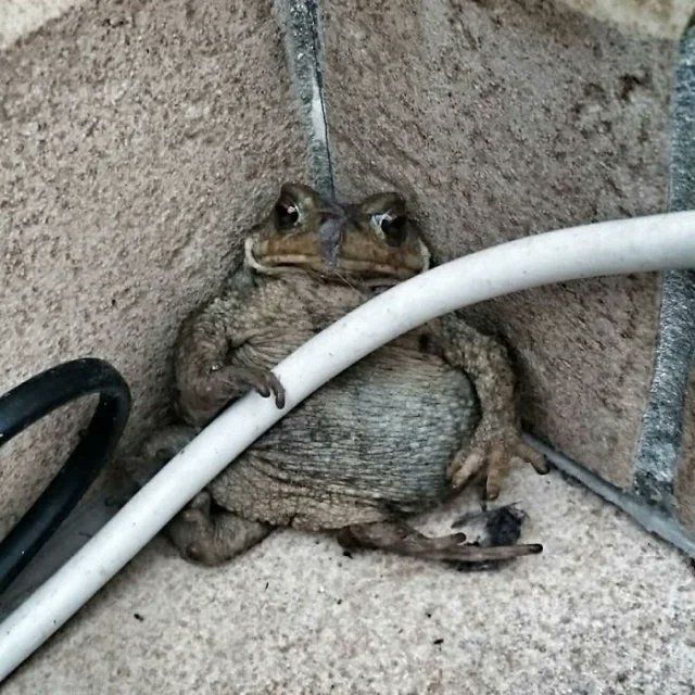 Стефанчгук