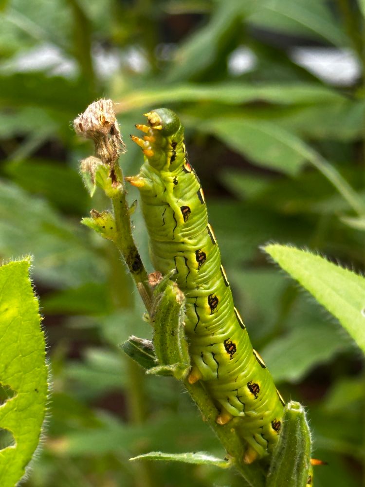 A White Lined Spinx caterpillar eating some Primrose leaves. 