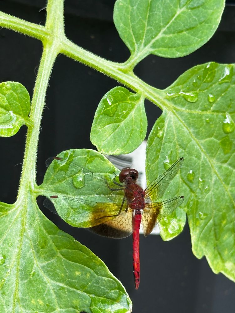 Band-Winged Meadowhawk (Sympetrum semicinctum)