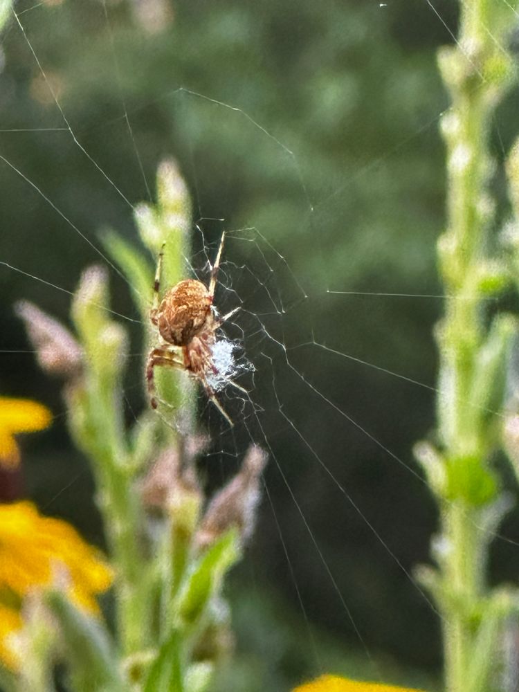 An Arabesque Orbweaver working on their web