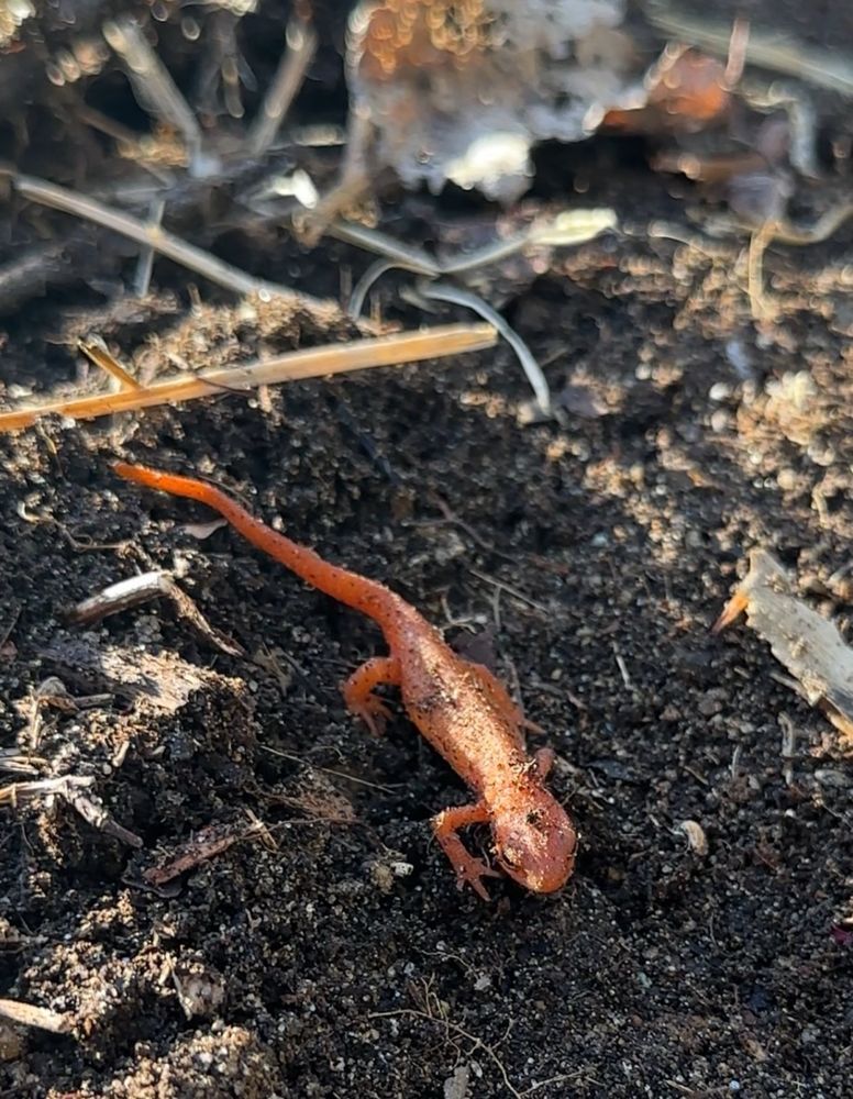 A juvenile Eastern Newt