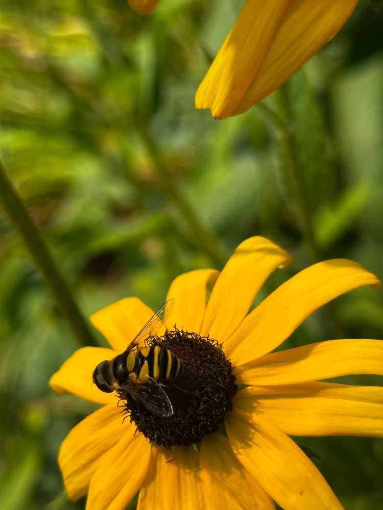 a Transverse-banded Flower Fly atop a Black-Eyed Susan