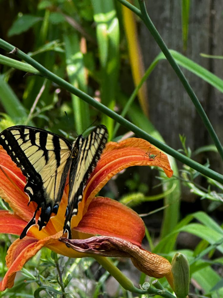 Canadian Tiger Swallowtail 
(Papilio canadensis)