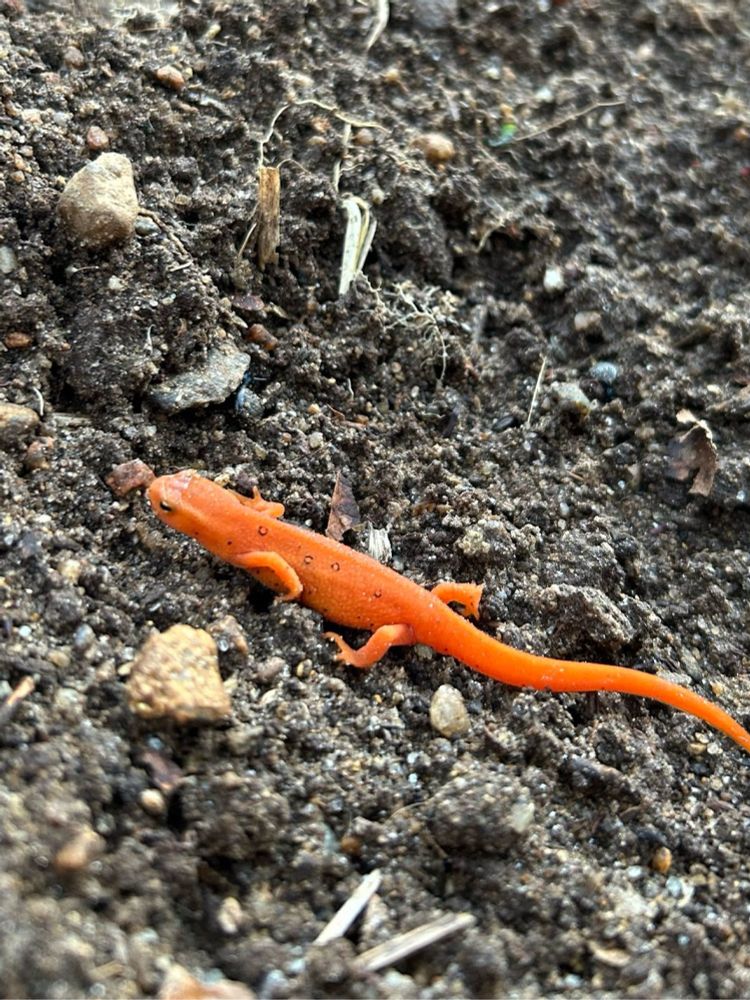 Juvenile Eastern Newt