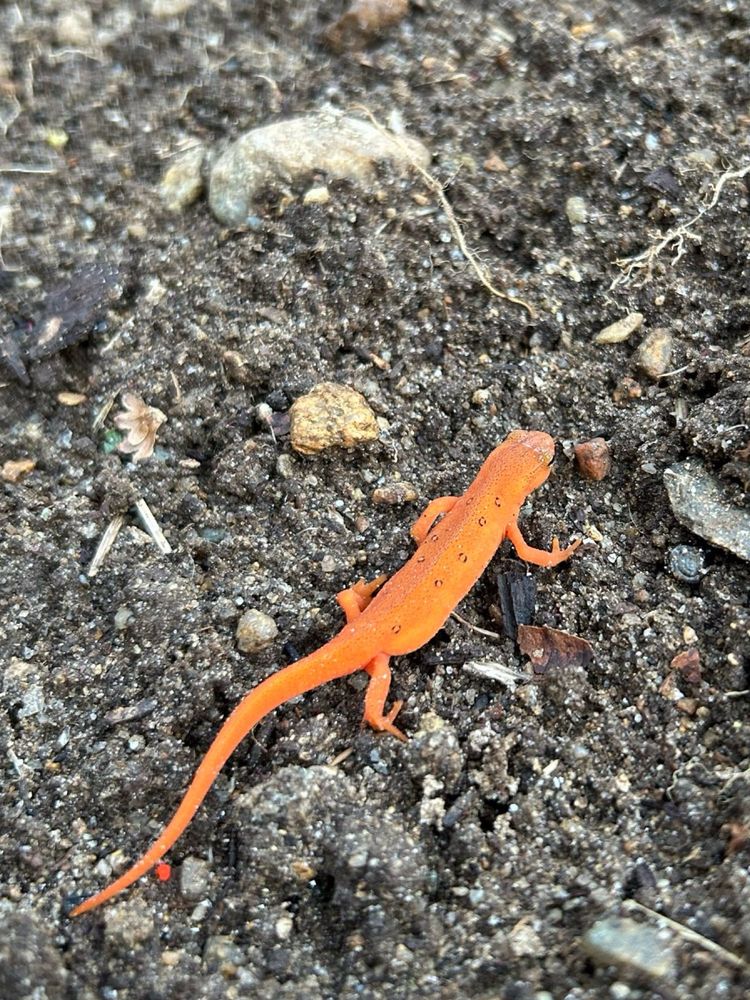 Juvenile Eastern Newt