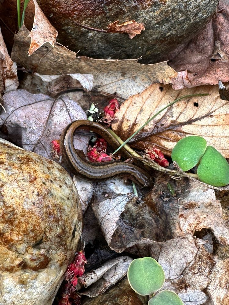 Two-Lined Salamander