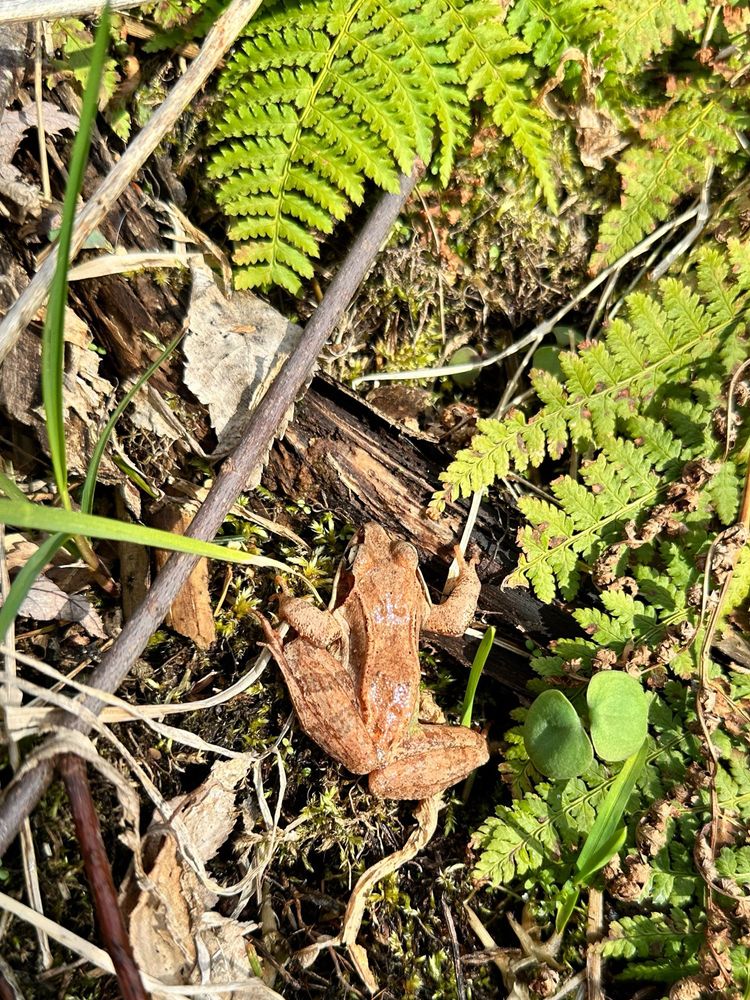 Wood Frog