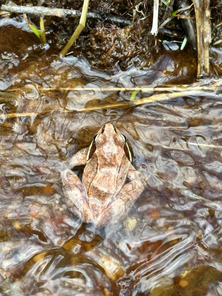 Wood Frog
