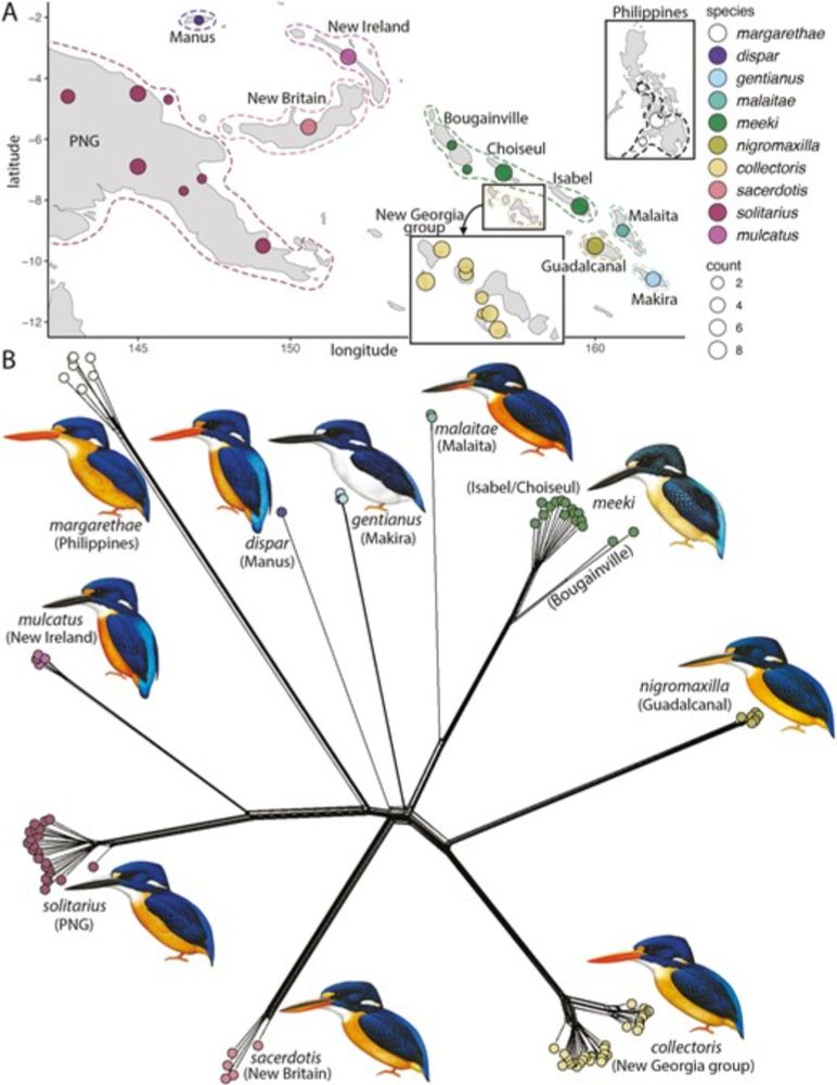 Genomic patterns in the dwarf kingfishers of northern Melanesia reveal a mechanistic framework explaining the paradox of the great speciators