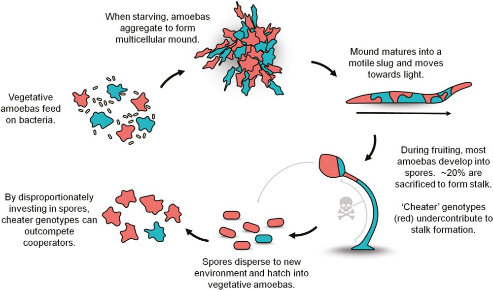 Social life cycle of D. discoideum illustrating clone mixing. Life stages are not drawn to scale. Labels on the illustration read: 1) vegetative amoebas feed on bacteria, 2) when starving, amoebas aggregate to form multicellular mound, 3) mound matures into a motile slug and moves towards light, 4) during fruiting, most amoebas develop into spores, ~20% are sacrificed to form stalk, 5) spores disperse to new environments and hatch into vegetative amoebas, 6) by disproportionately investing in spores, cheater genotypes can outcompete cooperators. 