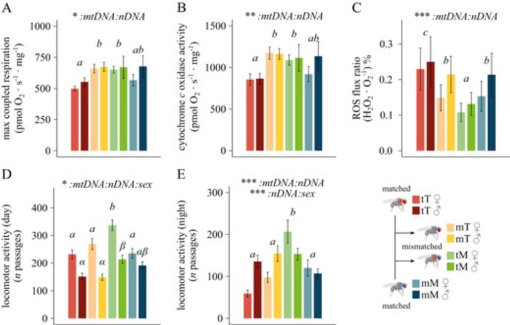 Assessing the role of mitonuclear interactions on mitochondrial function and organismal fitness in natural Drosophila populations