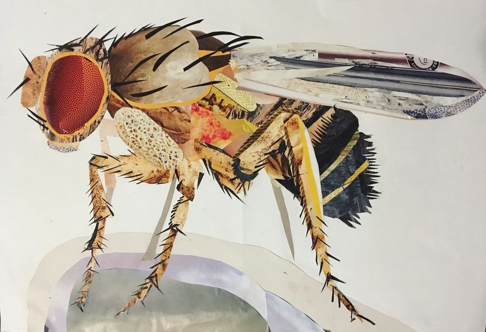 An image of a fruit fly created by collage. 
