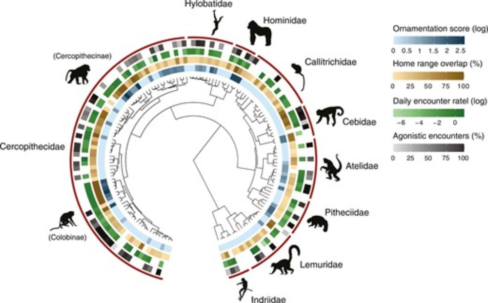 The role of between-group signaling in the evolution of primate ornamentation