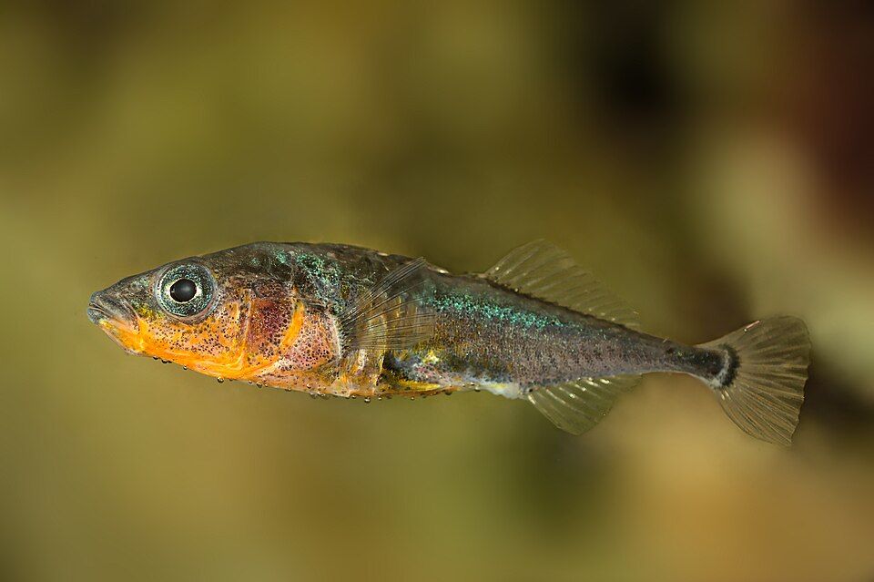A photo of a threespine stickleback (Gasterosteus aculeatus), a small, elongate fish with iridescent green color along the back and translucent fins. 