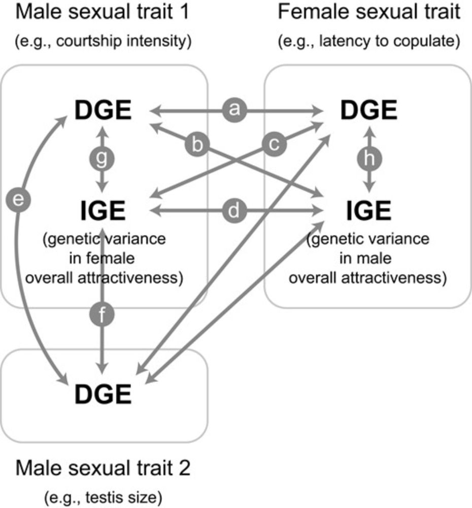 Unraveling mate choice evolution through indirect genetic effects