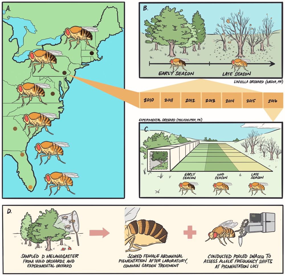 Figure showing the experimental overview as a graphic. Remaining alt text taken from the figure caption in the paper: (A) we sampled flies from six wild orchard populations ranging from Homestead, FL, to Lancaster, MA, and established isofemale lines in the laboratory. (B) We returned to a focal orchard in Media, PA, at early- and late-season timepoints and collected flies to capture evolutionary patterns following winter and summer conditions. (C) We then seeded outdoor mesocosms (N = 9) with an outbred population originating from early-season collections in Media, PA, and sampled flies at the end of summer (mid-season) and fall (late-season) to determine if seasonal patterns are recapitulated in experimental populations controlled for migration, drift, and cryptic population structure. (D) Across each wild or experimental context, we sampled flies, established lines in the lab, completed common garden treatment to remove environmental effects, and scored females for abdominal pigmentation. We also conducted pooled DNA sequencing on additional flies sampled from each population to map genomic patterns for candidate pigmentation SNPs.