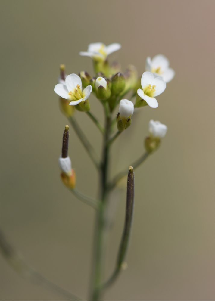 A photo of the flowers of Arabidopsis thaliana, which has small white flowers with yellowy-green centers. 