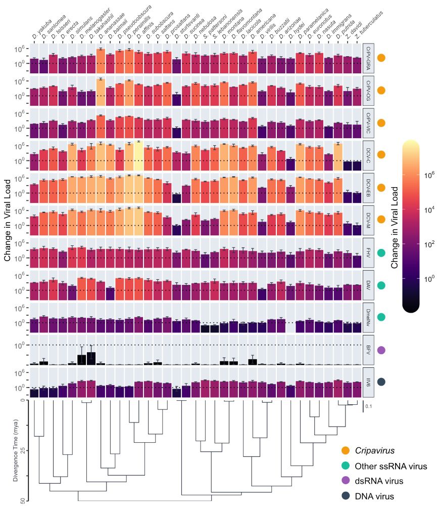 Fold changes in viral load across Drosophilidae host species after infection with different viruses. Bar heights and color show the mean change in viral load from 0 to 2 dpi on a log10 scale, with error bars representing the standard error of the mean. The phylogeny of Drosophilidae hosts is shown at the bottom, with a scale bar for the number of nucleotide substitutions per site and an axis showing the approximate age since divergence (mya)