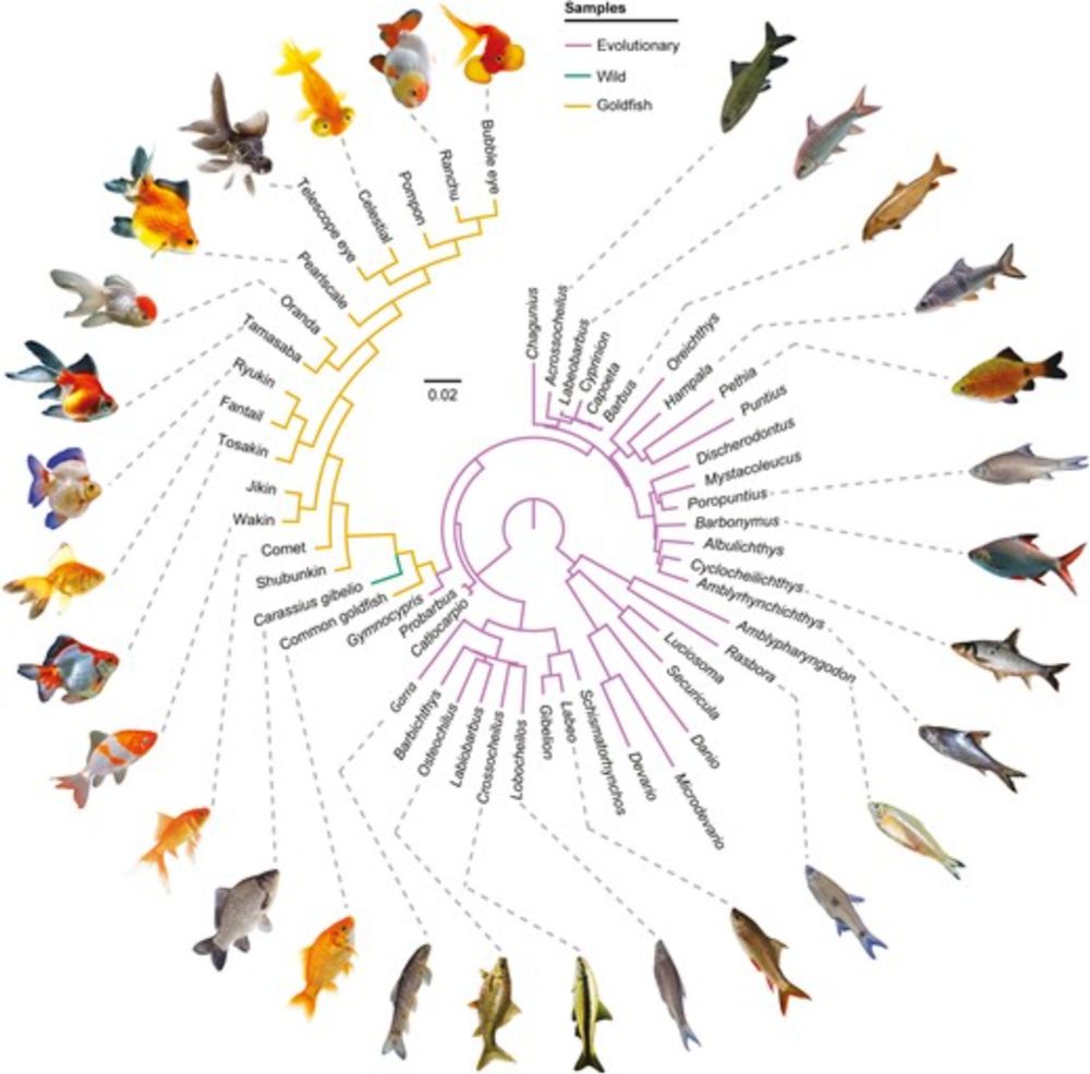 Goldfish phenomics reveals commonalities and a lack of universality in the domestication process for ornamentation