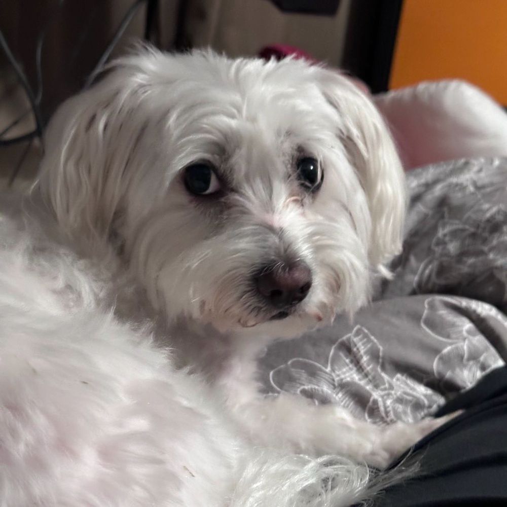 Weisser Hund im Bett 