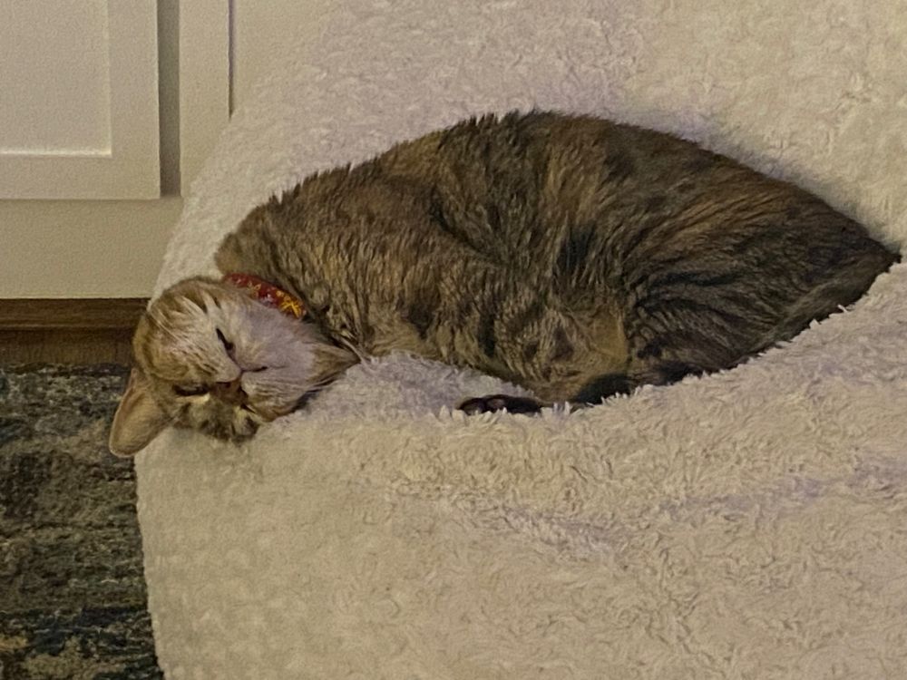 Tabby sleeping in a fuzzy white beanbag with her head upside down