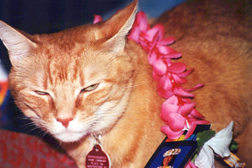 Very angry orange cat wearing a pink flower lei.