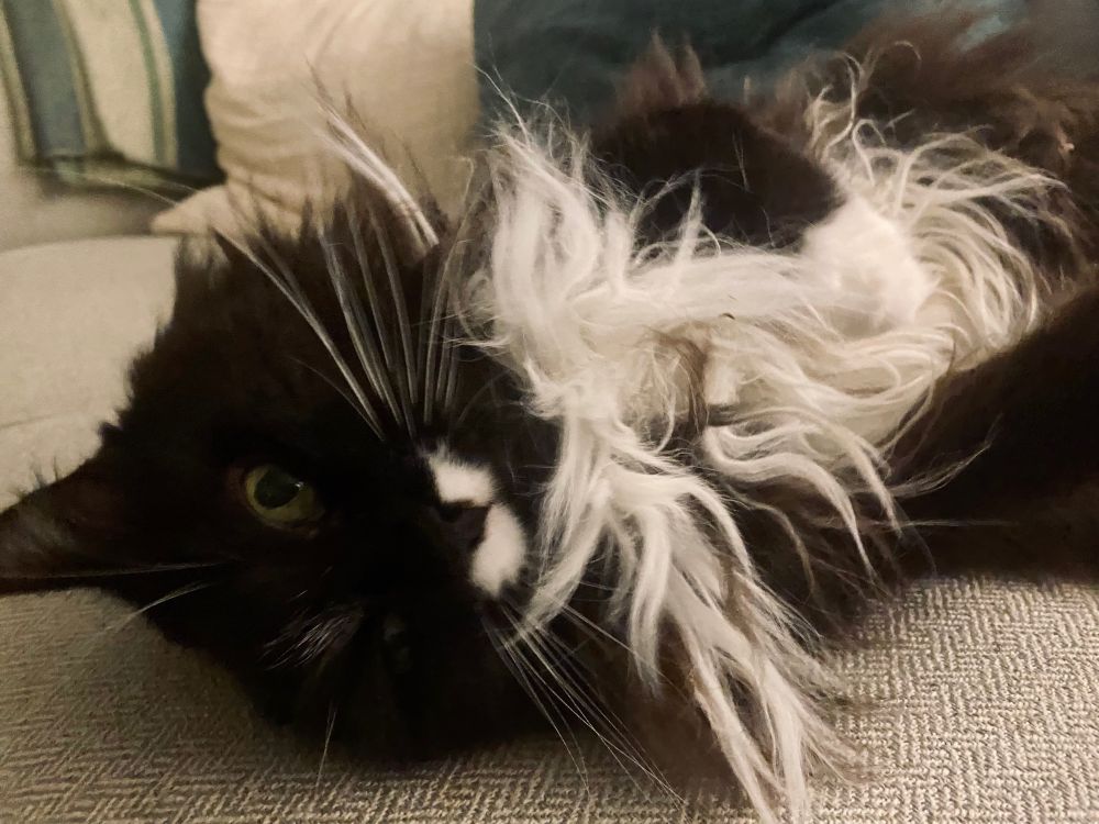 Crazed disheveled upside-down tuxedo cat.