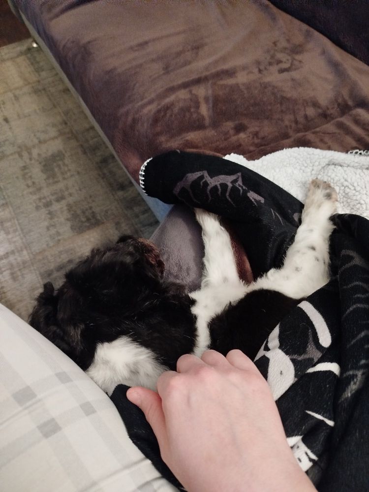 In schwarz-weißer Decke eingemummelter schwarz-weißer Hund, an mein Bein gekuschelt, von mir gestreichelt 