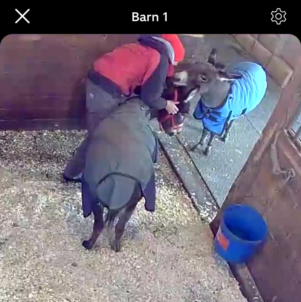 Mona Lisa the mini donkey refusing to let go of the halter. A butch figure works to gently separate the two donkey heads