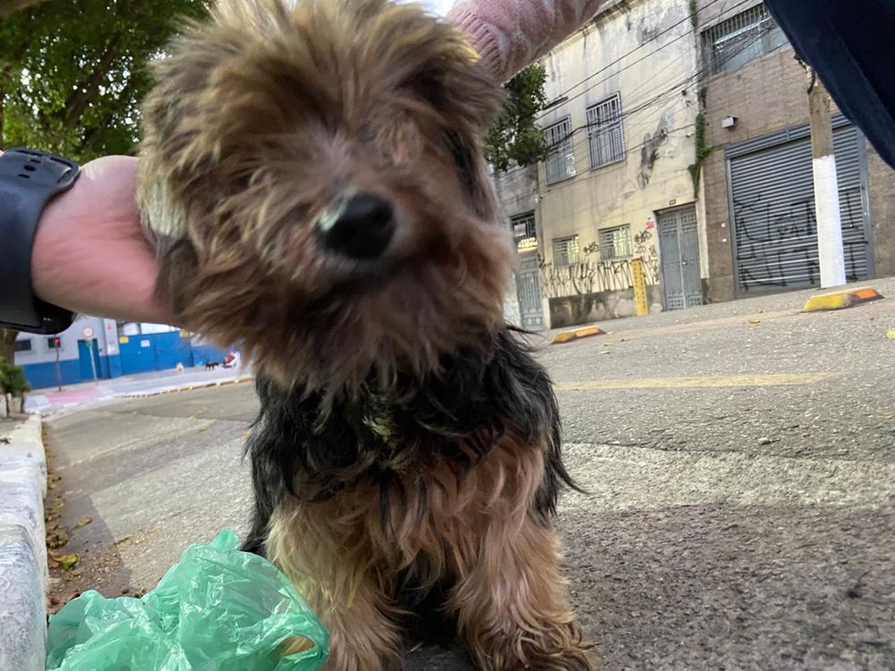 Cachorrinho yorkshire sujinho na rua