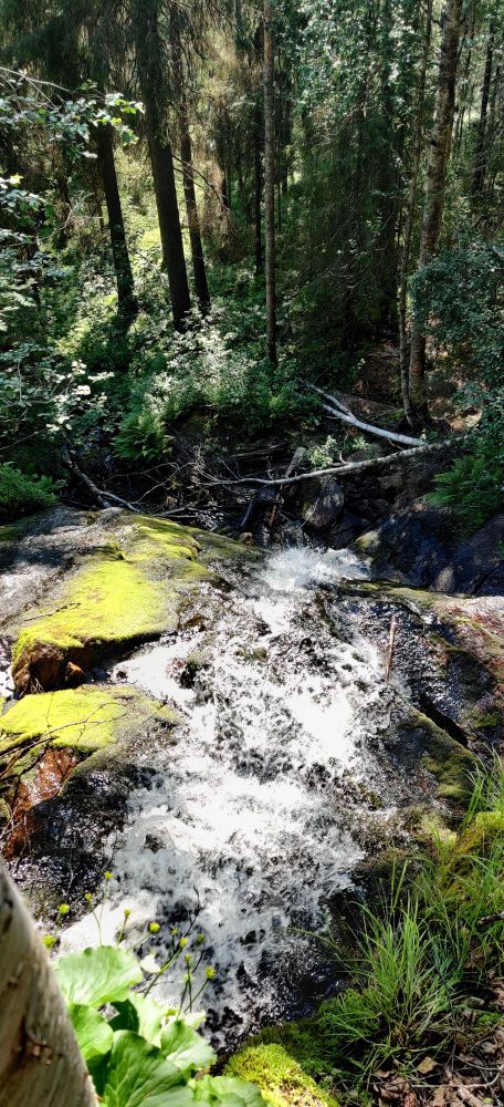 A small waterfall where the water is running off the cliff deeper into the forest below. At the front, gushing water surrounded by plants and mossy rocks illuminated by sunlight. In the background, shaded forest with various trees. The photo is taken in Korouoma, Finland.
