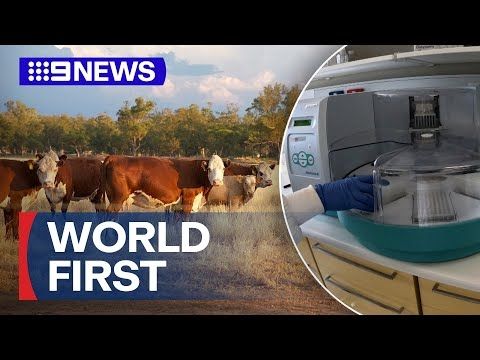 New vaccine developed to fight foot and mouth disease | 9 News Australia