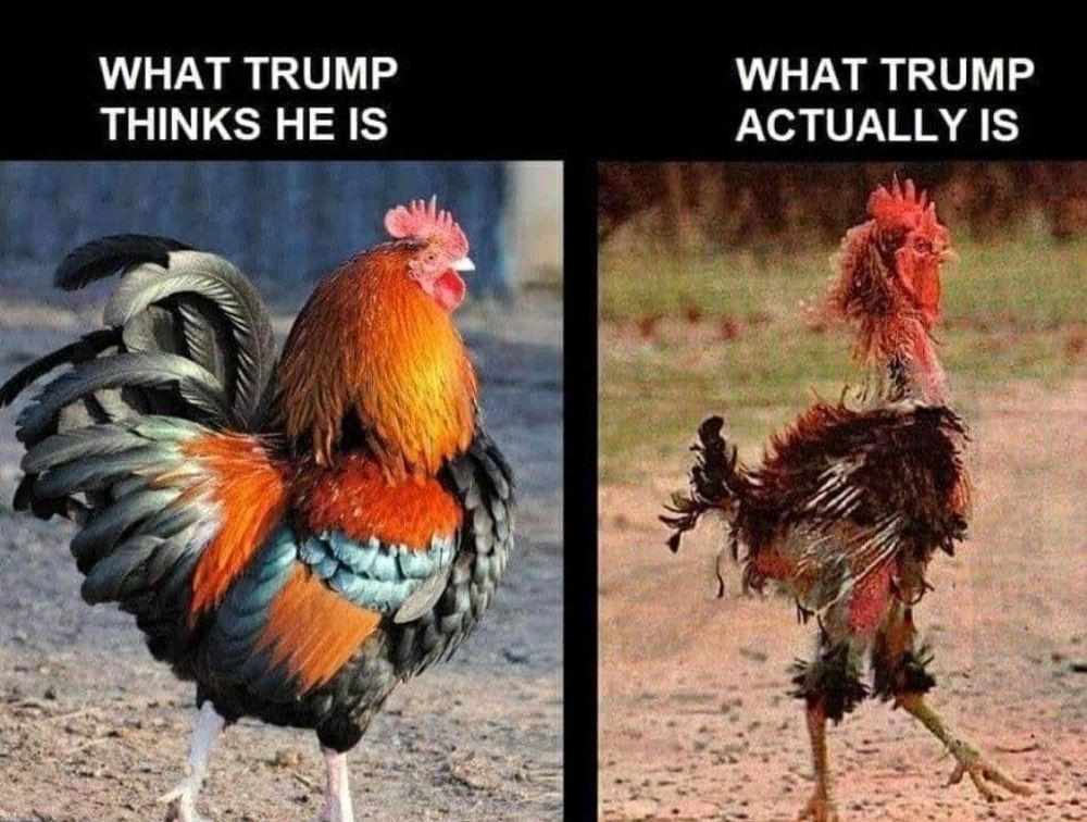 Comment image