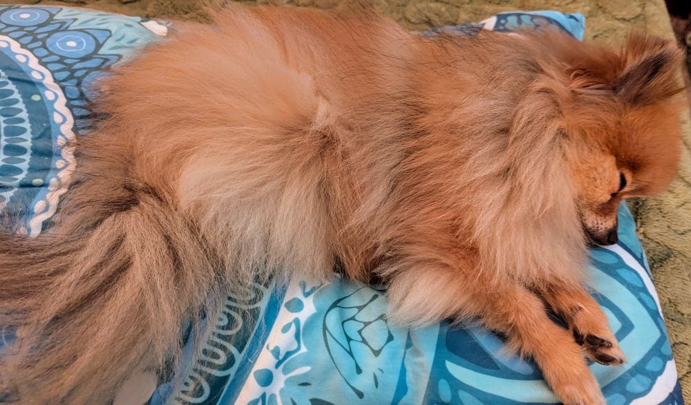 Brisket, a small super fluffy orange sable Pomeranian, lies on his size on one end of my new body pillow. His eyes are closed, and he is very relaxed and happy atop this pillow. The pillow has various hues of blue and white in mandala patterns. 