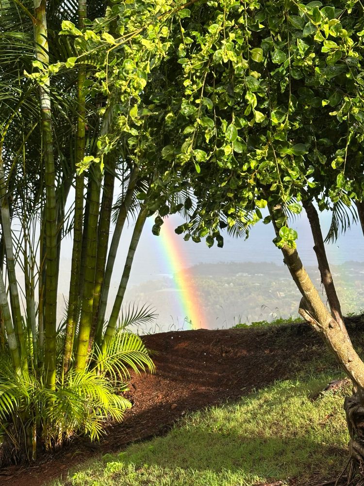 Rainbow framed by Areca palms and ficus tree with sunlight grass in the foreground and rain falling over the Pacific Ocean in the background.