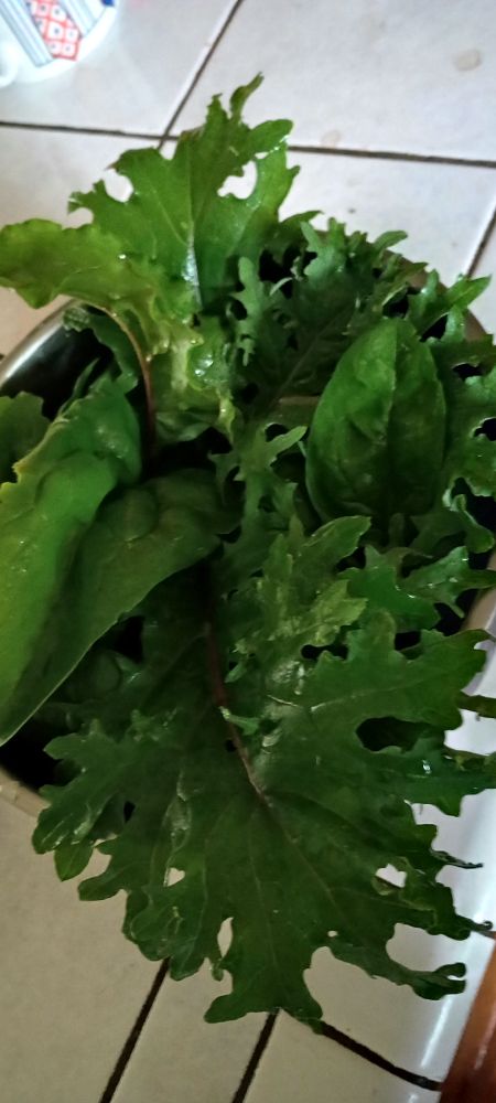 Russian blue kale, spinach, and beet leaves