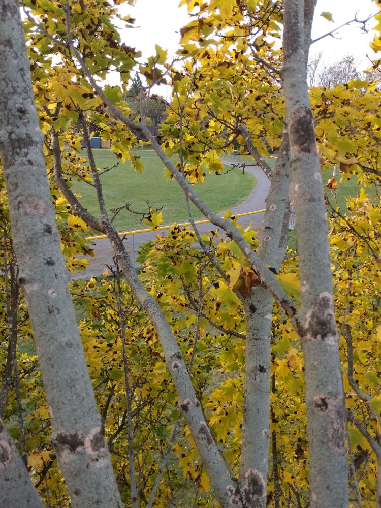 View from up in the branches of a maple tree whose leaves are mostly golden yellow. Tree is afflicted with tar spot fungus and coral spot canker. An empty running track is visible below.