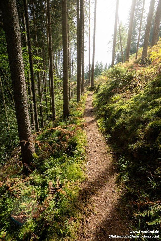 A serene and inviting forest trail winding gently uphill, surrounded by tall, slender trees and lush green ferns. The path is bathed in soft sunlight filtering through the canopy, creating a peaceful and magical atmosphere. The moss-covered ground and vibrant foliage enhance the sense of tranquility and connection with nature, making it an idyllic setting for a refreshing hike.