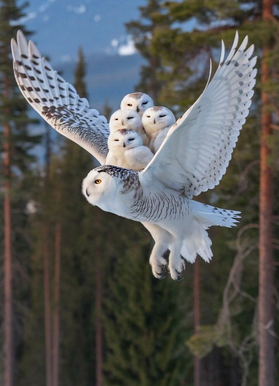 snowy owl and babies